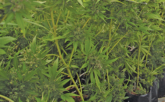 ‘Traditional farmers left out of cannabis boom’ ‘Traditional farmers left out of cannabis boom’