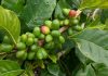 Plans afoot to return Angola coffee production to former glory