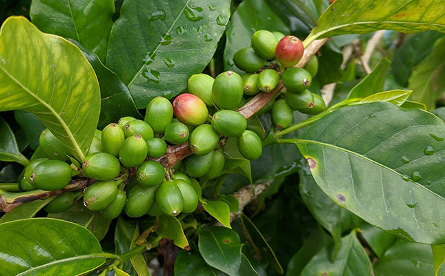 Plans afoot to return Angola coffee production to former glory Plans afoot to return Angola coffee production to former glory