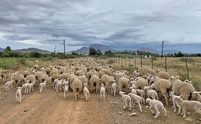 The benefits of polled Merinos for SA’s sheep industry
