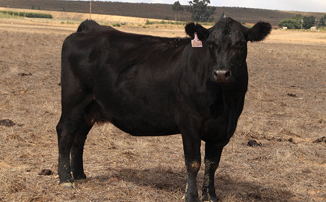 Exploring the traits of the Angus Exploring the traits of the Angus