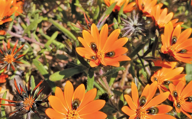 The unique pollination strategies of plants ensure their survival The unique pollination strategies of plants ensure their survival