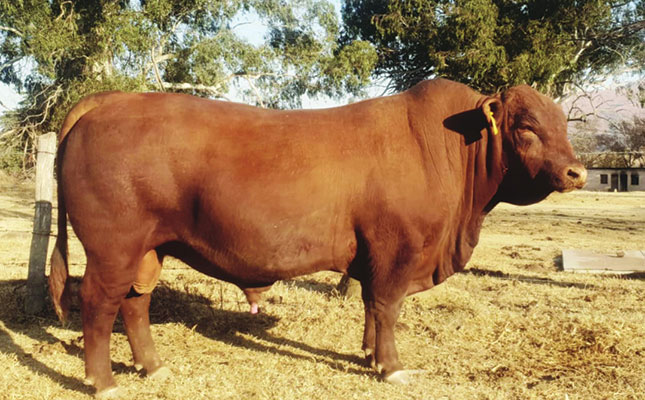 Maximising Brangus weaner growth with top-quality genetics Maximising Brangus weaner growth with top-quality genetics