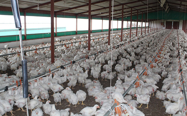 Unscheduled power outages result in high chicken mortalities Unscheduled power outages result in high chicken mortalities