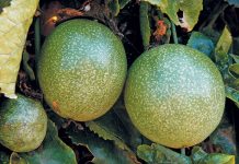 Port disruptions push passion fruit farm abroad granadilla fruit