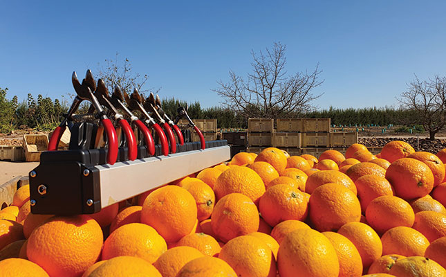 Farm workers harvesting crops