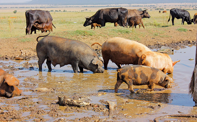 Managing your pigs’ health Managing your pigs’ health