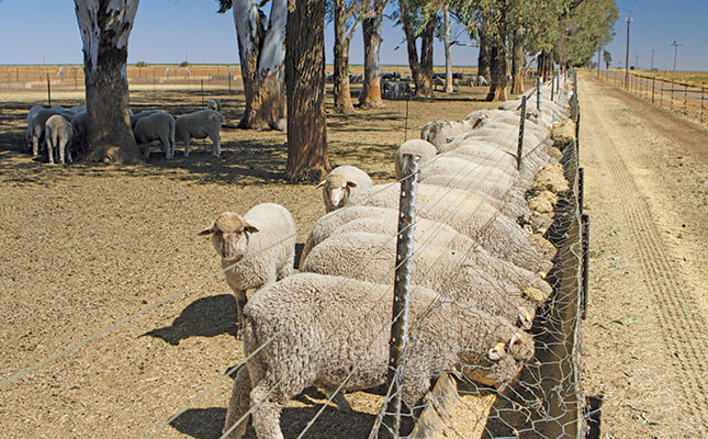 The proper fencing to keep sheep and goats safe The proper fencing to keep sheep and goats safe