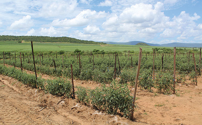 Tomato leaf miner: Pongola farmers’ strategy to beat the pest Tomato leaf miner: Pongola farmers’ strategy to beat the pest