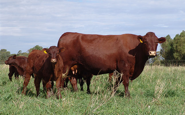 Protect your animals against foot-and-mouth disease Protect your animals against foot-and-mouth disease