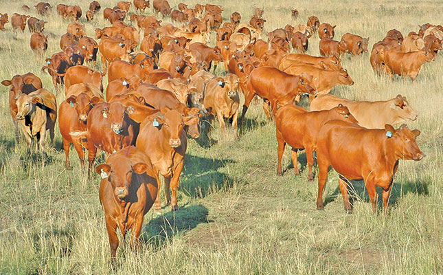 Your one-stop guide to BLUP breeding values Your one-stop guide to BLUP breeding values