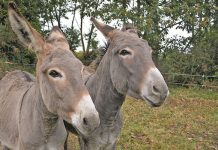 Outcry over continued donkey skin exports donkeys