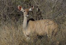 SA biltong hunters cautioned to heed Namibian regulations