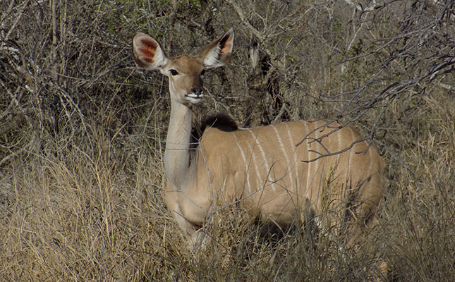 SA biltong hunters cautioned to heed Namibian regulations SA biltong hunters cautioned to heed Namibian regulations