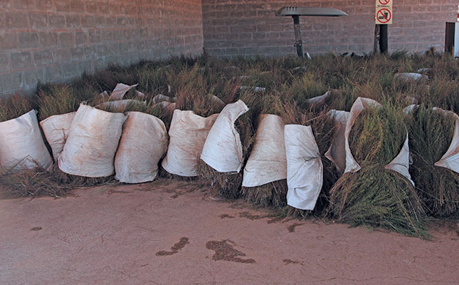 Khoi and San communities to earn over R12 million from rooibos Khoi and San communities to earn over R12 million from rooibos