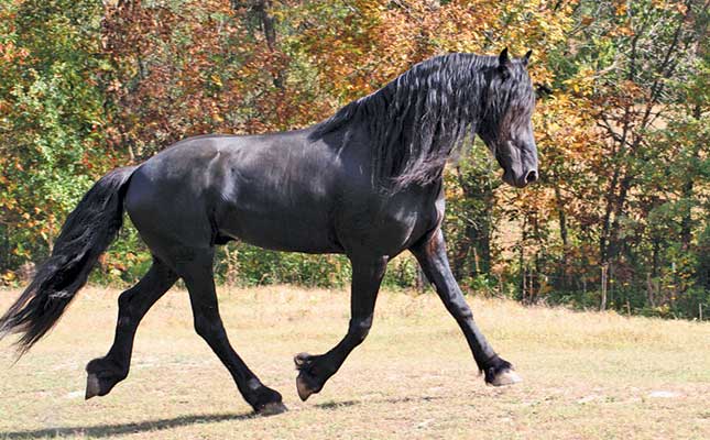 Breeding for conformation Breeding for conformation