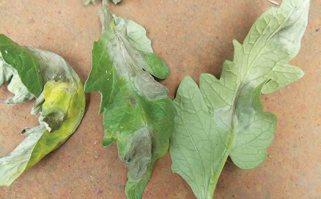The most destructive disease of potatoes The most destructive disease of potatoes