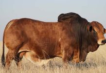 Boran bull smashes SA breed record with R2,3 million price tag