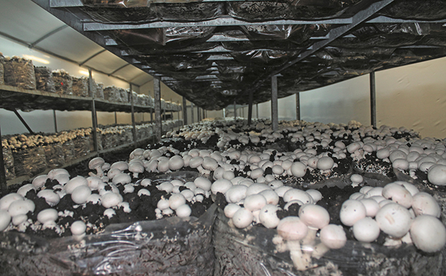 Slow turnaround for SA’s mushroom market Slow turnaround for SA’s mushroom market