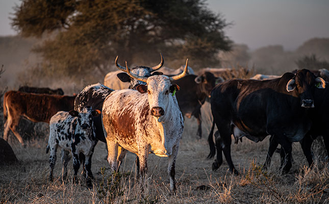 ‘FMD still poses a major threat to SA livestock’ ‘FMD still poses a major threat to SA livestock’