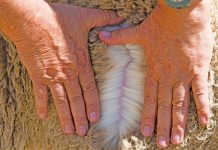 Government urged to intervene in SA’s ‘biggest-ever wool crisis’