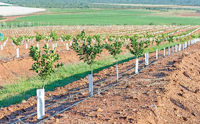 How an SA producer grows 70 000t of citrus a year How an SA producer grows 70 000t of citrus a year