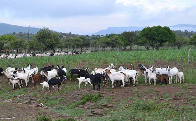 Working together to control parasites in livestock Working together to control parasites in livestock