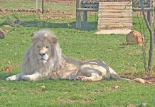Proposed new legislation could ‘save SA’s iconic species’