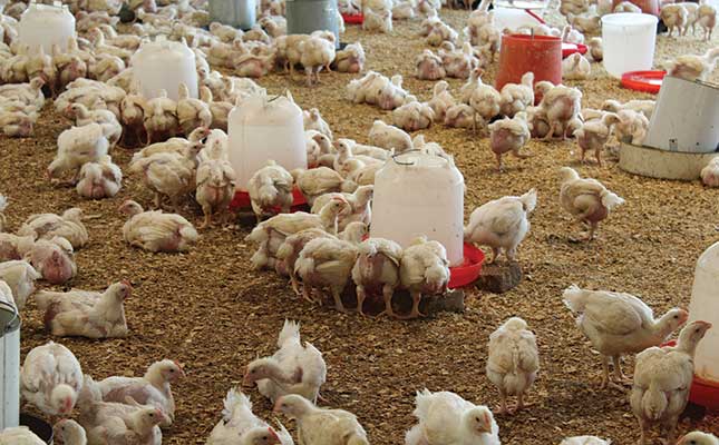 Using micro-organisms to improve profitability in poultry production Using micro-organisms to improve profitability in poultry production