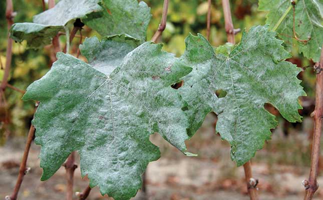 How to control powdery mildew in vineyards How to control powdery mildew in vineyards