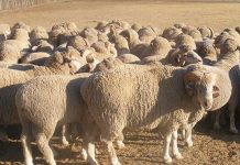 SA wool producers ‘elated’ about re-opening of the Chinese market