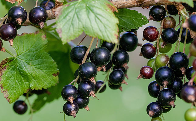 Top US fruit marketers set sights on Canada for berry production Top US fruit marketers set sights on Canada for berry production