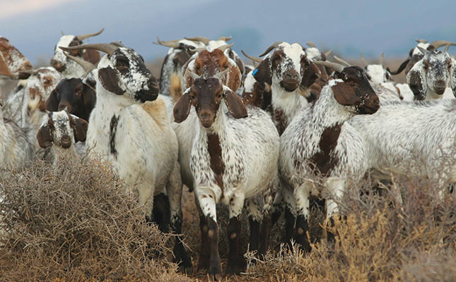 Indigenous veld goats: the ideal option for extreme conditions