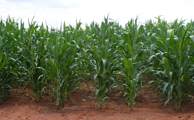 ‘Tight margins call for prudent spending by SA’s farmers’ ‘Tight margins call for prudent spending by SA’s farmers’