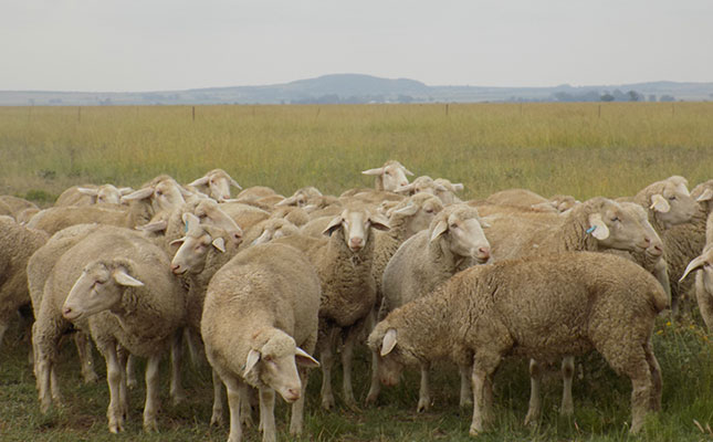 Consumer resistance driving down mutton, lamb prices Consumer resistance driving down mutton, lamb prices
