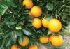 Botswanan citrus farmers join Citrus Growers’ Association