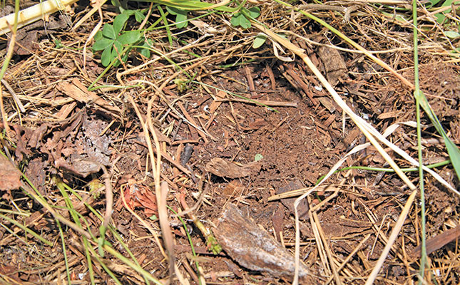 Regenerative farming’s role in food security Regenerative farming’s role in food security