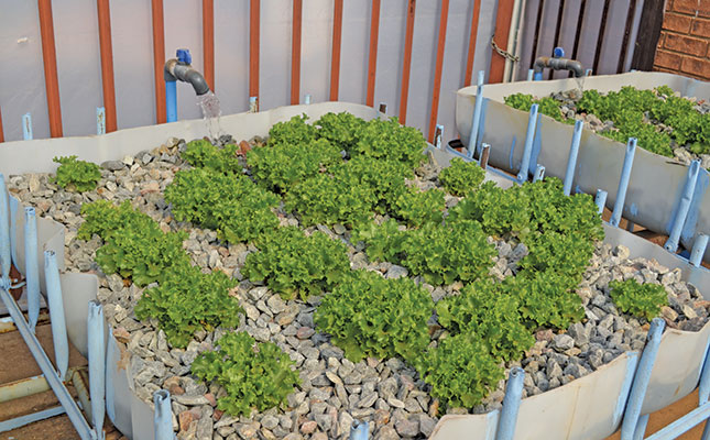How aquaponics is benefitting children at a Gauteng school How aquaponics is benefitting children at a Gauteng school