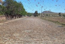 Concern about SA’s locust control preparedness this season