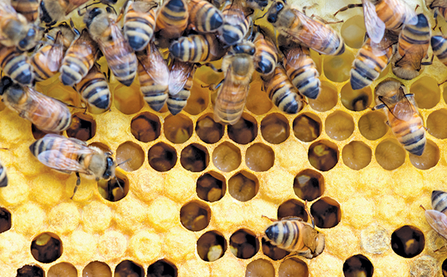 The approaching crisis threatening SA’s bees and beekeepers The approaching crisis threatening SA’s bees and beekeepers