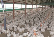 Consumers switch to chicken as lamb and beef prices rise