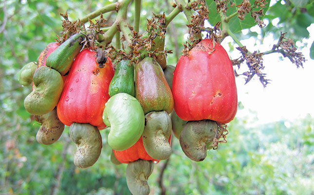 Nigeria’s most important crops Nigeria’s most important crops