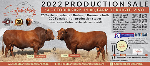 Soutpansberg Bonsmara – 2022 Production sale