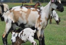 Eastern Cape indigenous veld goat project gets off the ground