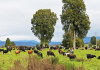 New Zealand’s livestock ‘burp tax’ aims to cut greenhouse gasses