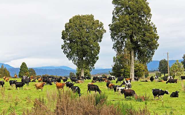New Zealand’s livestock ‘burp tax’ aims to cut greenhouse gasses New Zealand’s livestock ‘burp tax’ aims to cut greenhouse gasses