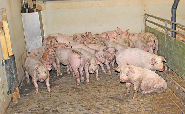 Focus shifts from zinc to gut health for robust pigs Focus shifts from zinc to gut health for robust pigs