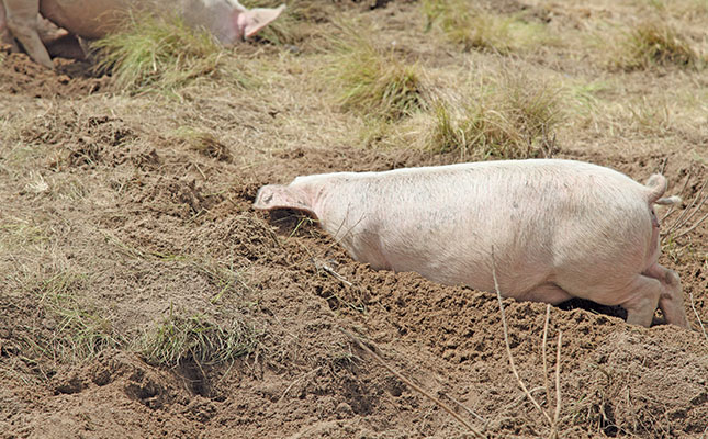 Using livestock for healthier soil Using livestock for healthier soil