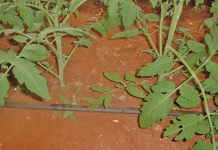 Taking care of tomatoes after transplanting