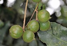 ‘Macadamia industry in stormy waters’